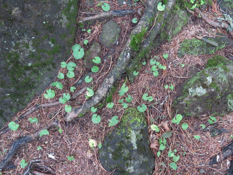 編笠山登山