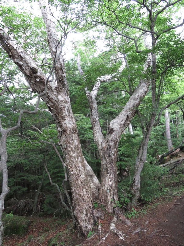 編笠山登山