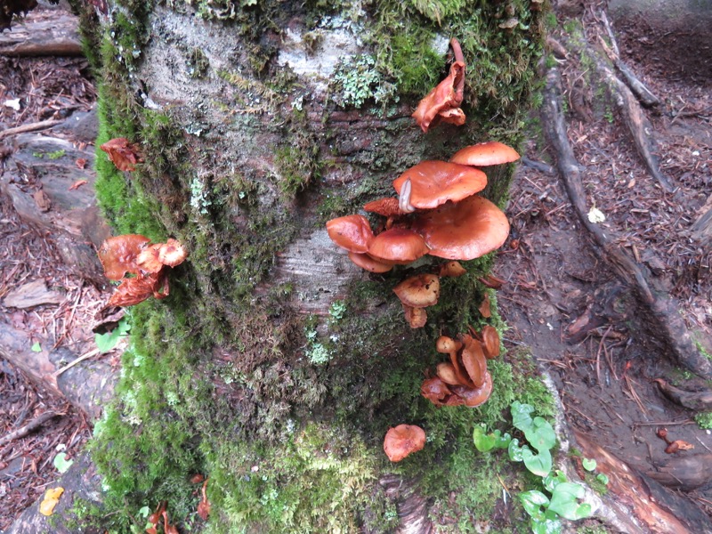 編笠山登山