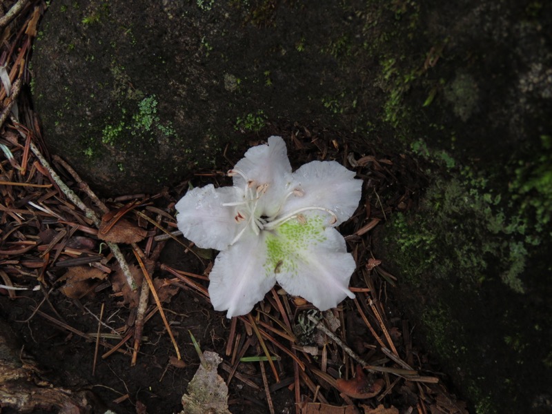 編笠山登山