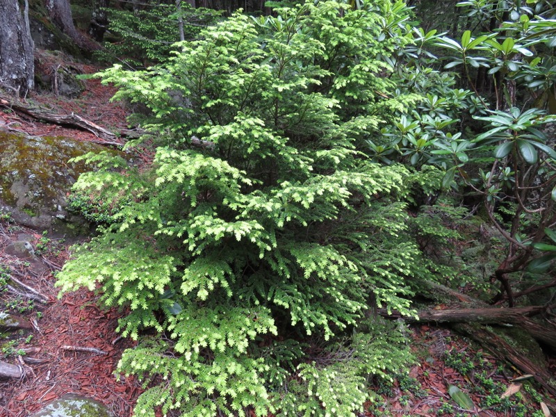 編笠山登山