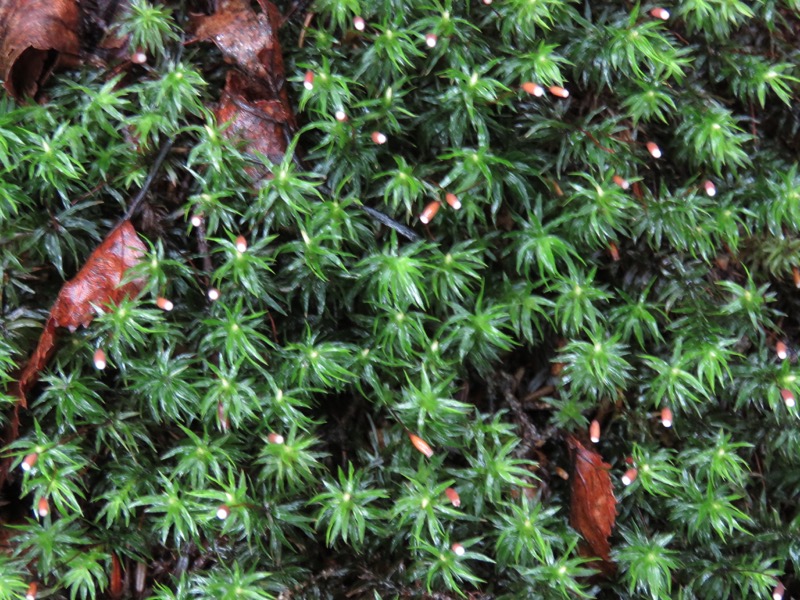 編笠山登山