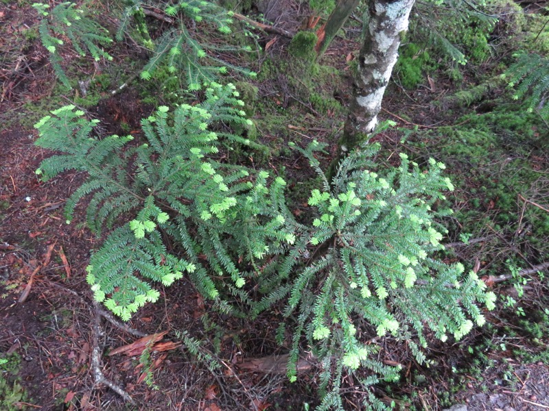 編笠山登山