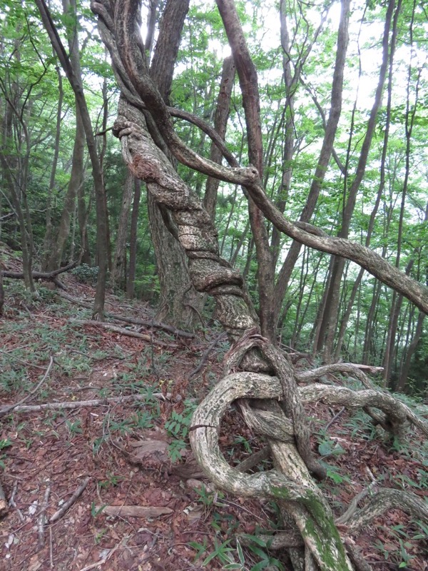 御岳山〜大岳山〜鋸山登山