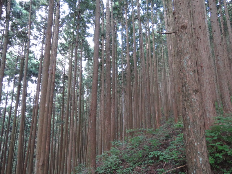 御岳山〜大岳山〜鋸山登山