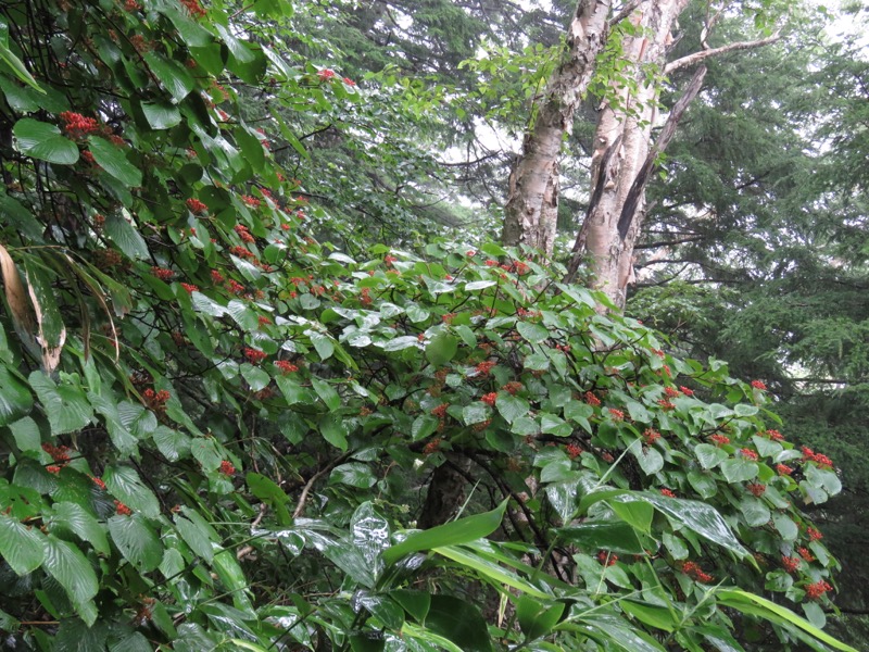 燕岳、登山