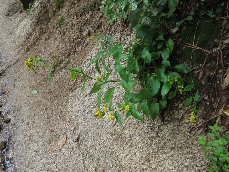 燕岳、登山