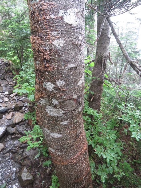 常念岳〜蝶ヶ岳、登山