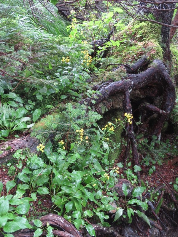 常念岳〜蝶ヶ岳、登山