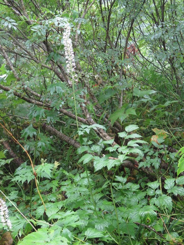 常念岳〜蝶ヶ岳、登山