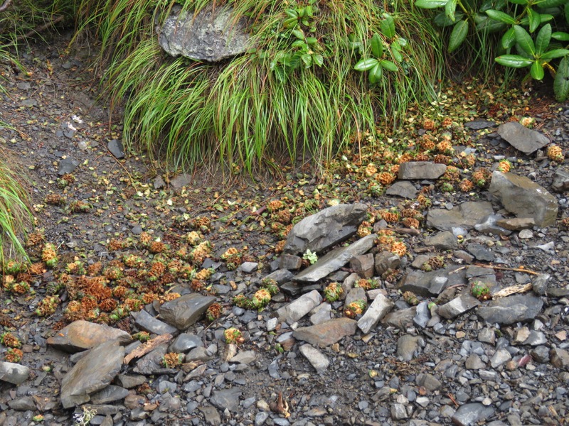 常念岳〜蝶ヶ岳、登山