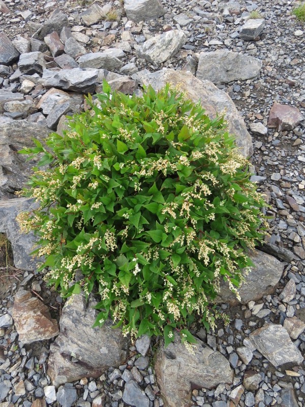 常念岳〜蝶ヶ岳、登山