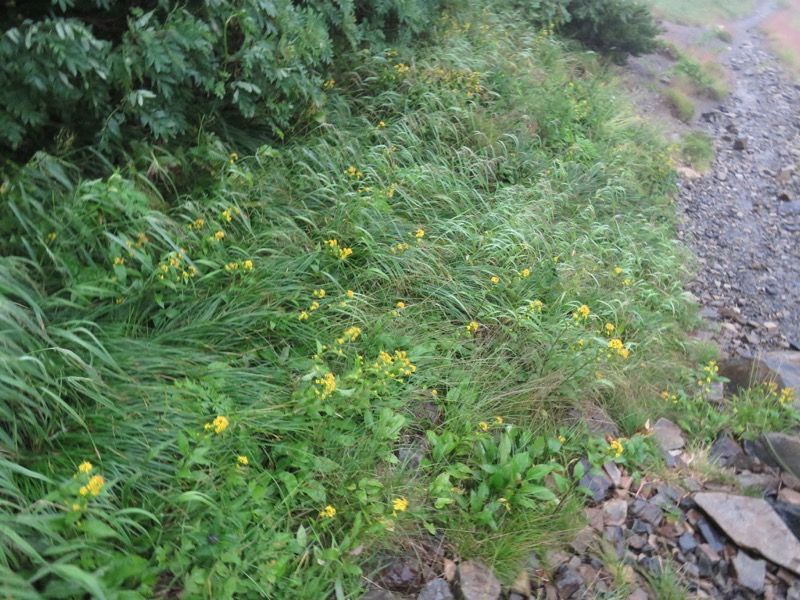 蝶ヶ岳〜徳沢〜上高地、登山