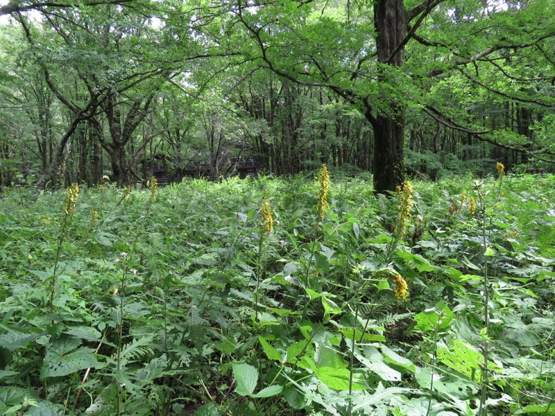 蝶ヶ岳〜徳沢〜上高地、登山