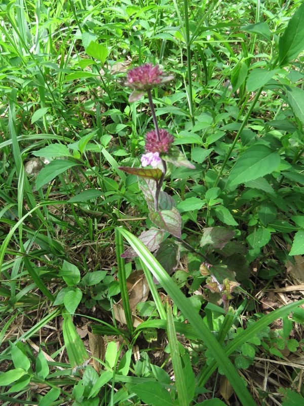 沼津アルプス登山