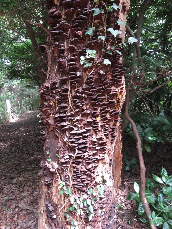 沼津アルプス登山