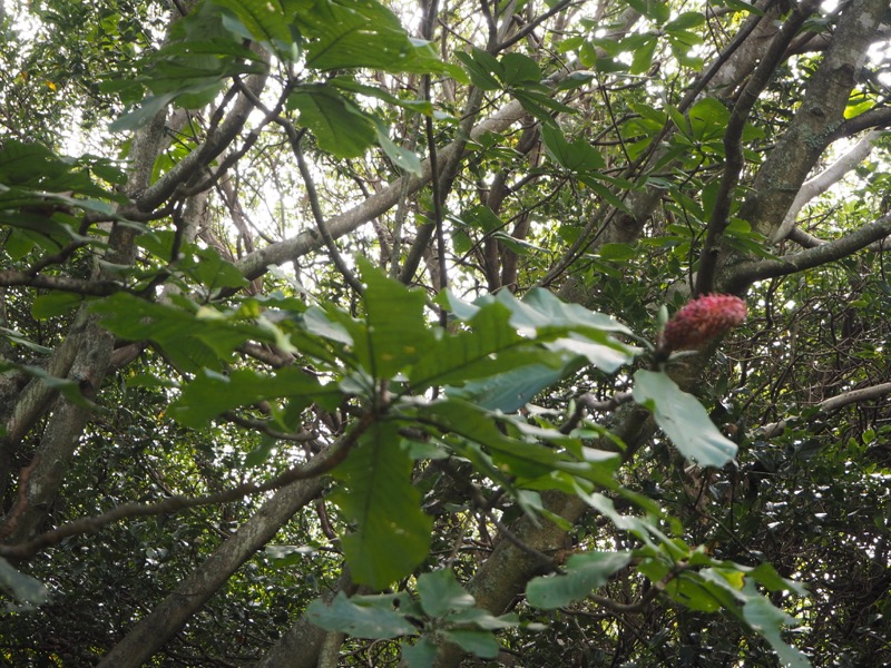 沼津アルプス登山