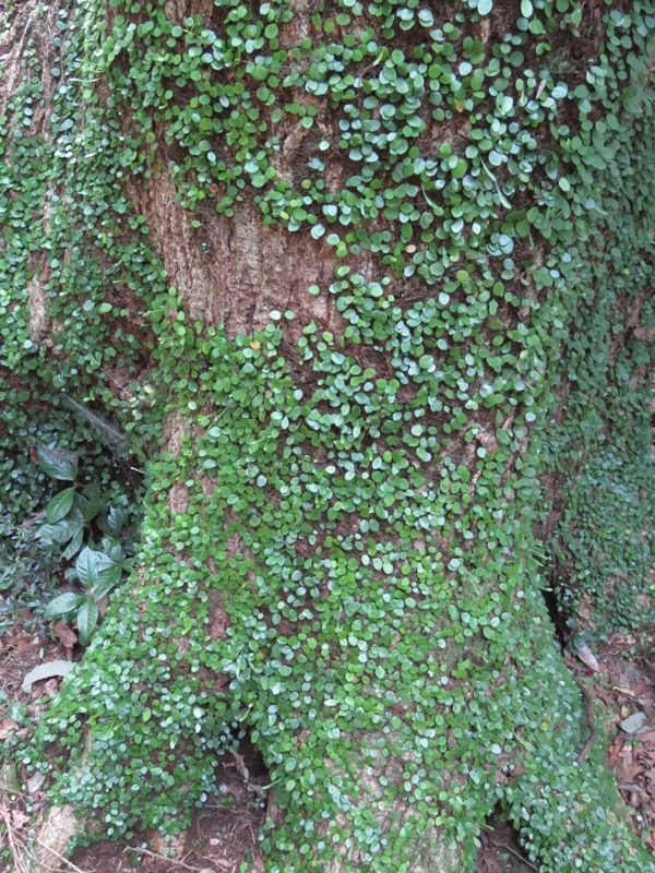 沼津アルプス登山