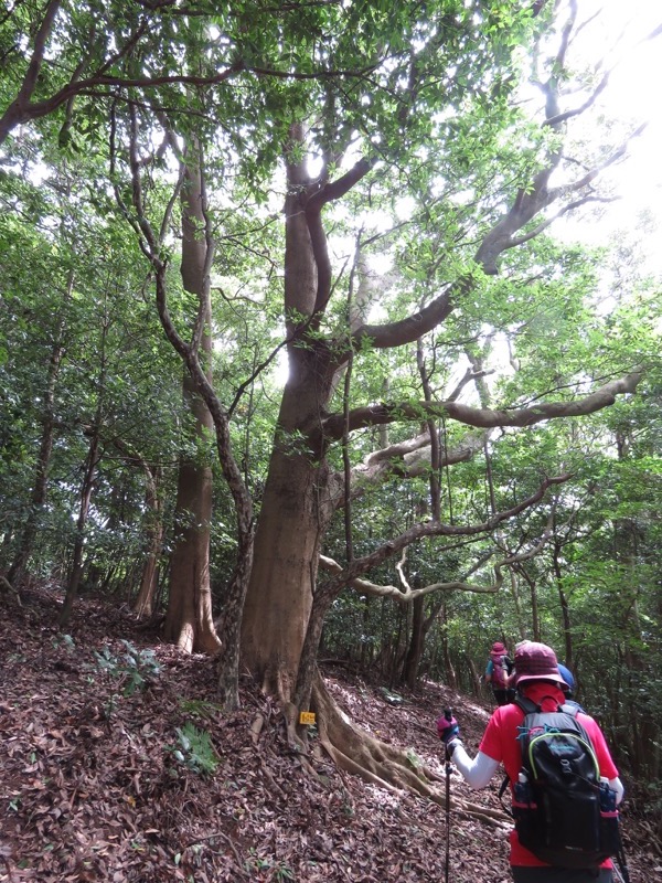 沼津アルプス登山