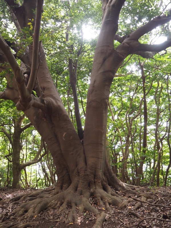 沼津アルプス登山