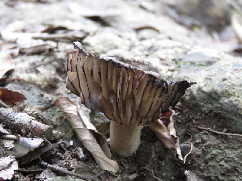 沼津アルプス登山