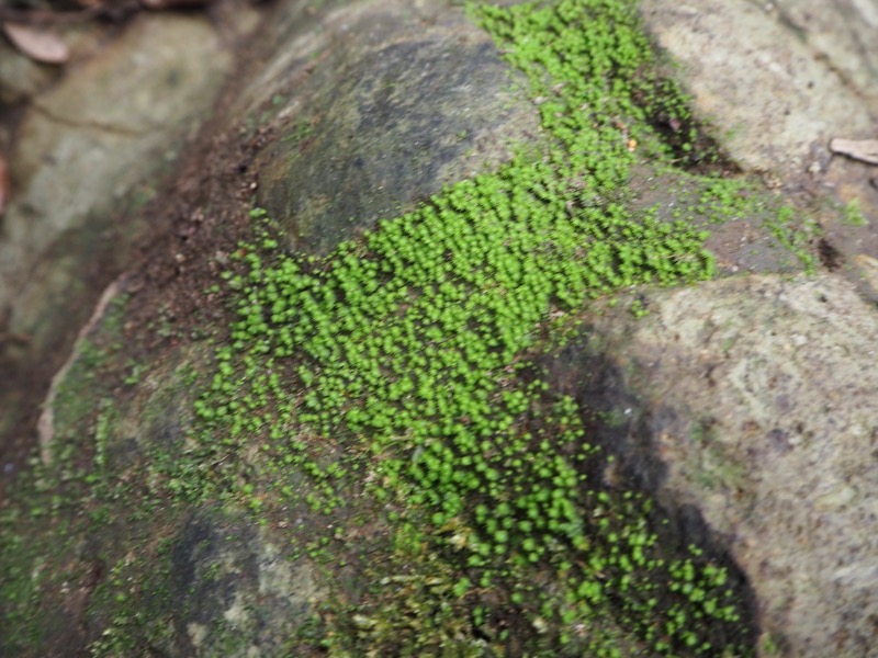 沼津アルプス登山