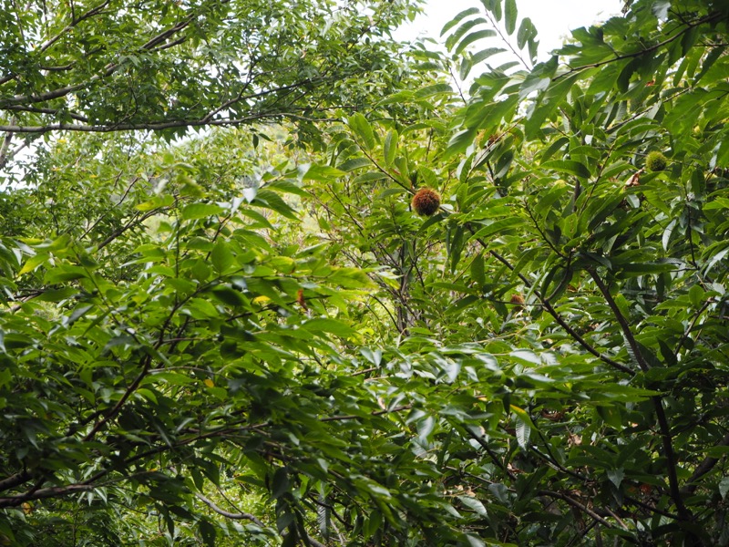 沼津アルプス登山