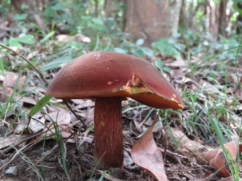 沼津アルプス登山