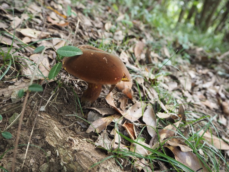 沼津アルプス登山