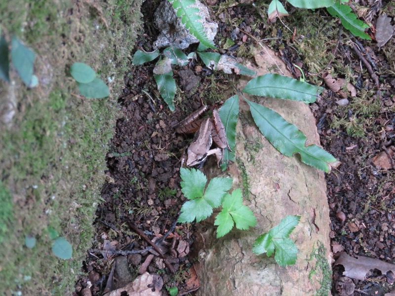 沼津アルプス登山