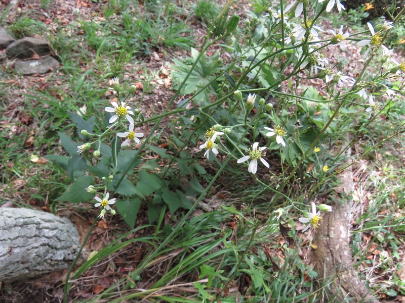 沼津アルプス登山