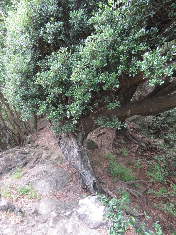 沼津アルプス登山