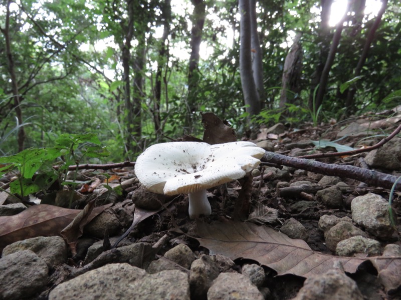 沼津アルプス登山