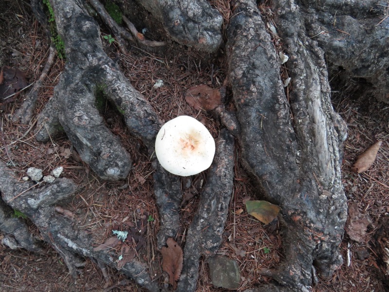 大菩薩嶺登山