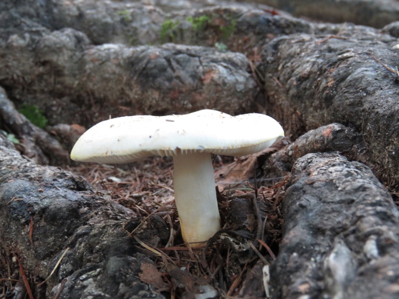 大菩薩嶺登山