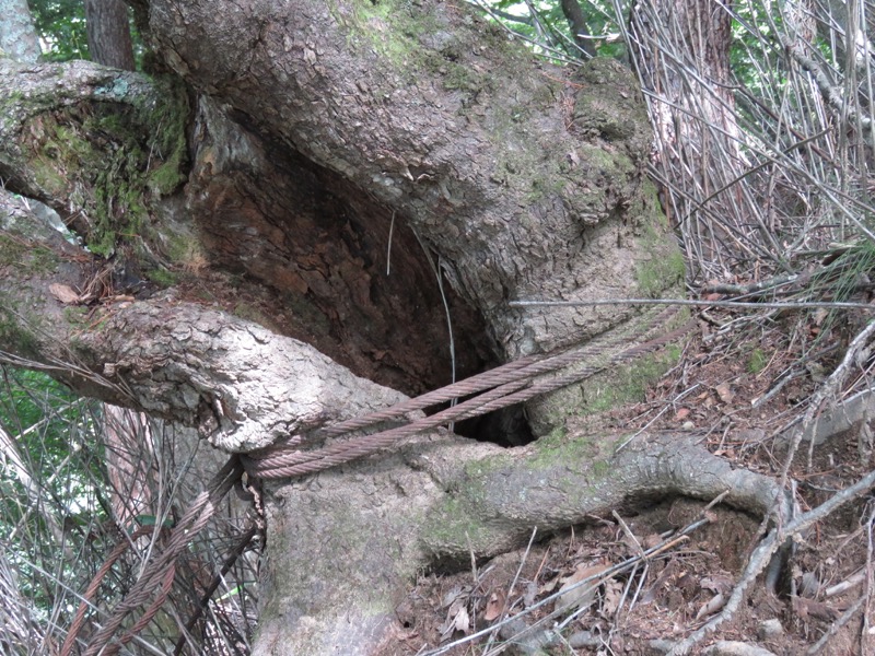 大菩薩嶺登山