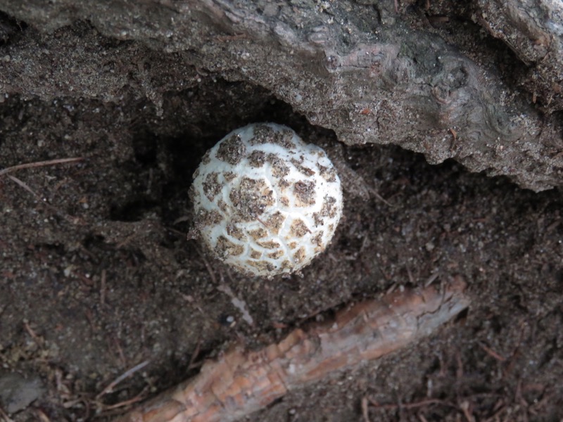 大菩薩嶺登山