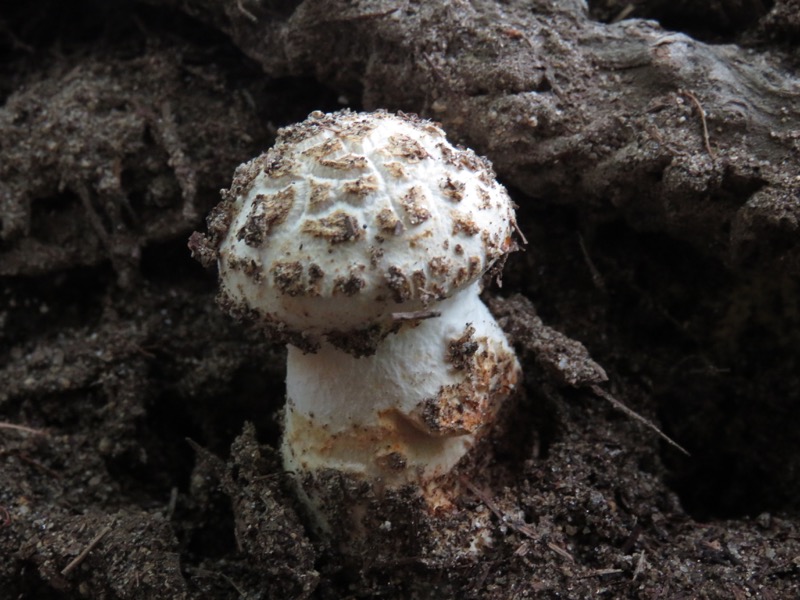 大菩薩嶺登山