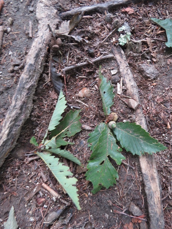 大菩薩嶺登山