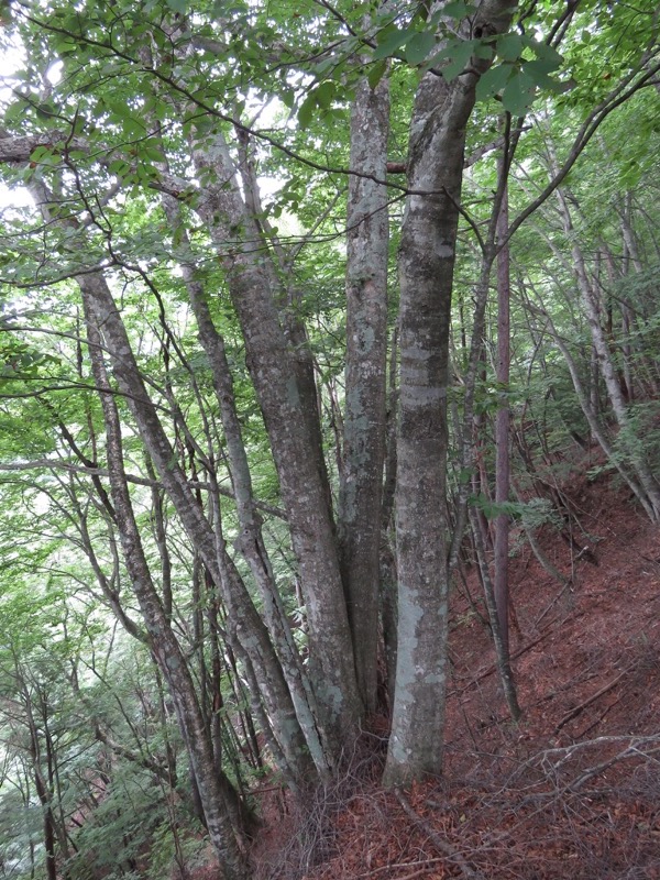 大菩薩嶺登山