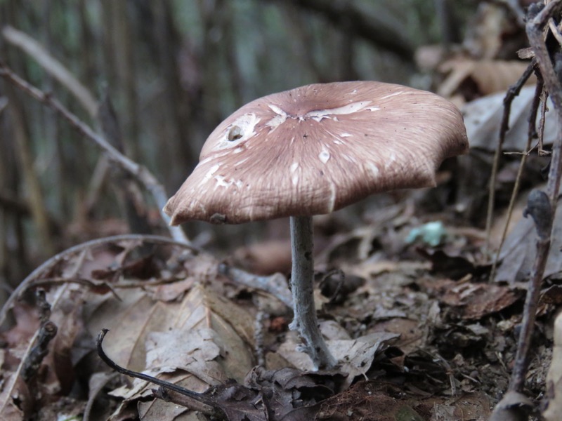 大菩薩嶺登山