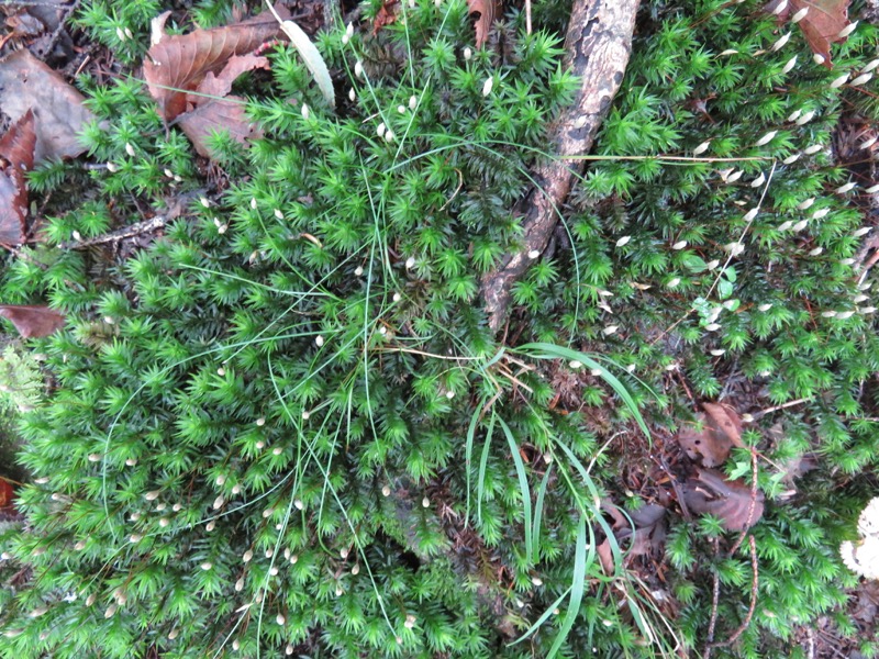 大菩薩嶺登山