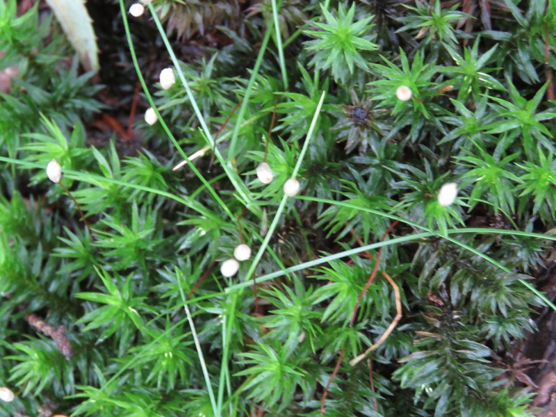 大菩薩嶺登山