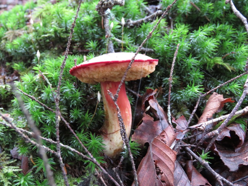 大菩薩嶺登山