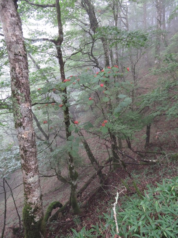 大菩薩嶺登山