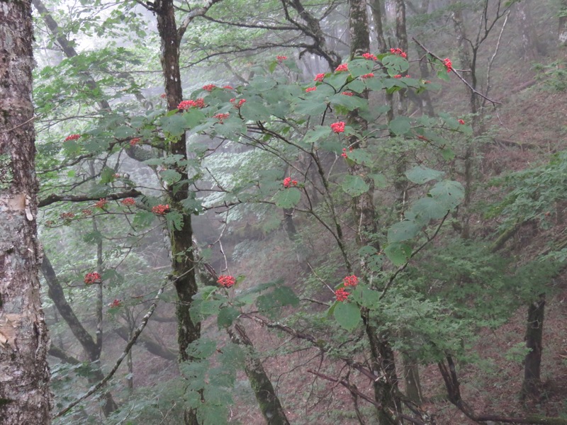 大菩薩嶺登山