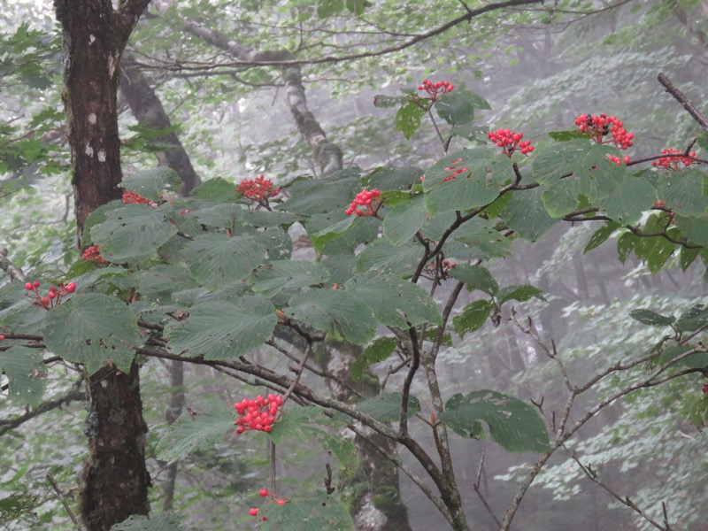 大菩薩嶺登山