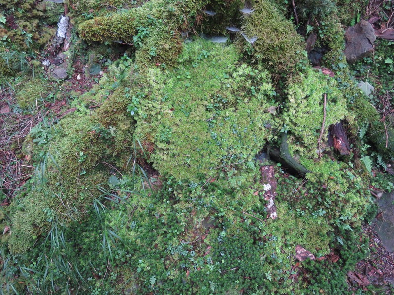 大菩薩嶺登山