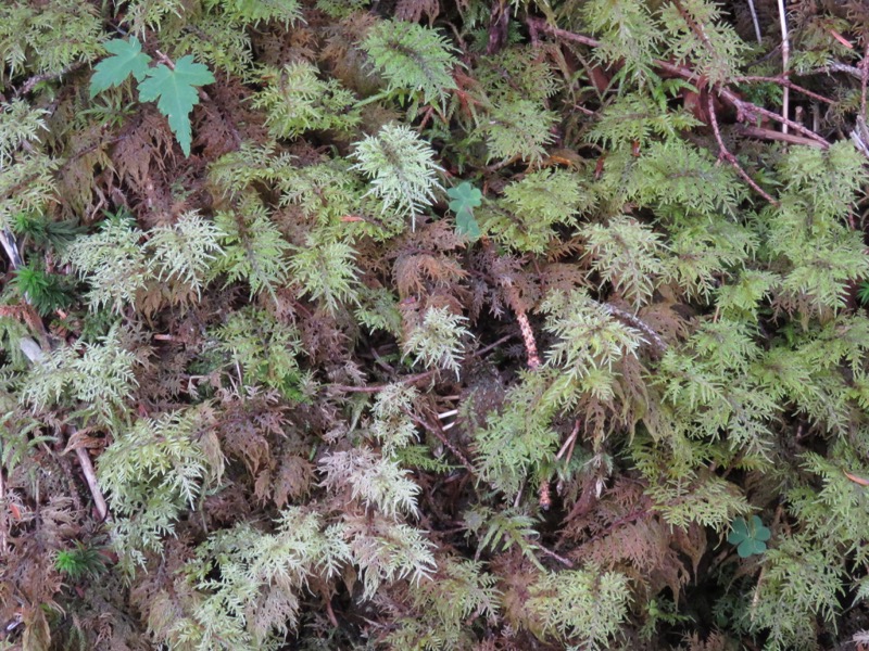 大菩薩嶺登山