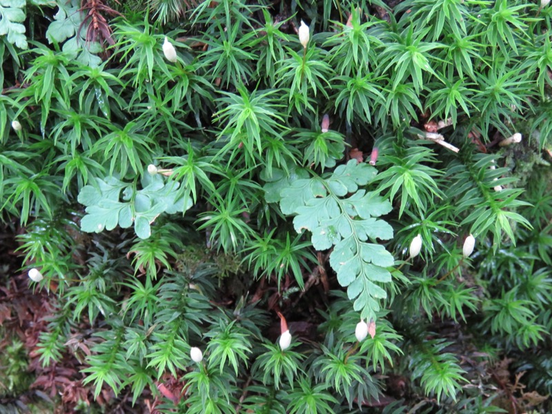 大菩薩嶺登山